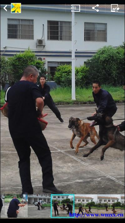 武鸣警犬中队招聘训导员（合同制）