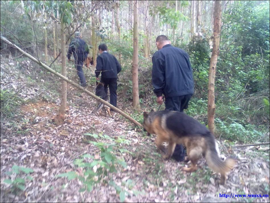 武鸣警犬中队招聘训导员（合同制）